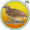 Condor